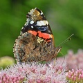 Admiral (Vanessa atalanta)